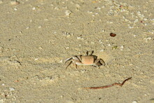 Sand Crab On The Beach Sand Camouflaged