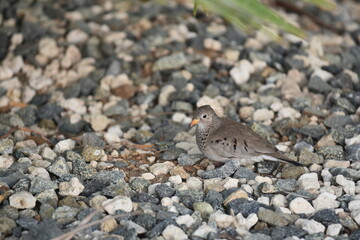 Wall Mural - grey island bird on stone pebbles