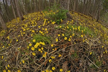 Wall Mural - Coltsfoot or Tussilago farfara growing wild in a damp forest beside the road in Ontario Canada