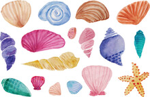 Set Of Cute Sea Shells And Clam Watercolor