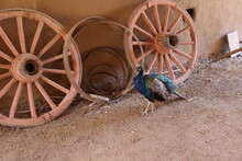 A Peacock Struts By Some Old Wagon Wheels Leaning Against A Wall At Bents Old Fort In Southeast Colorado
