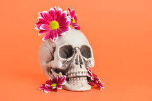 Human Skull With Beautiful Flowers On Color Background