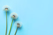 Beautiful dandelions on blue background