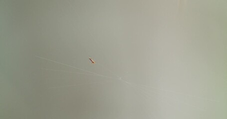 Wide shot of Orb weaver spider busy spinning its Web