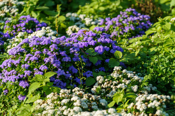 Poster - Floral background with purple flowers in the flower bed