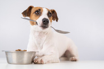 Jack Russell Terrier dog lies near a bowl of dry food and holds a spoon in his mouth on a white background.