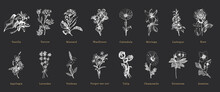 Officinalis Plants Sketches In Vector, Herbs Set.