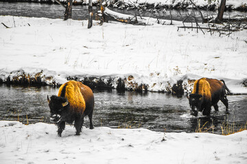 Wall Mural - Yellowstone National Park in Winter