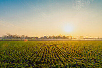 Wall Mural - countryside landscape,wheat field with morning sunshine