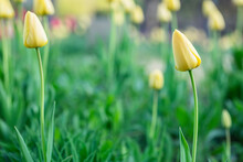 Beautiful Colorful Yellow Tulip Background Photo
