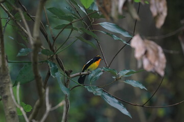 Poster - narcissus flycatcher on a branch