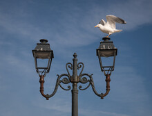 Seagull Landing On Old Street Lantern In The Blue Sky In France