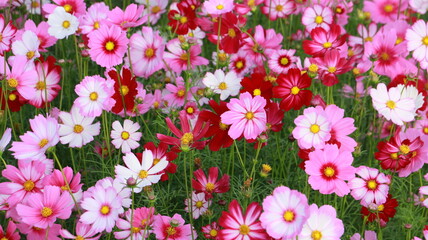cosmos flowers in the garden and blue background, blurry flower background, light pink cosmos flower
