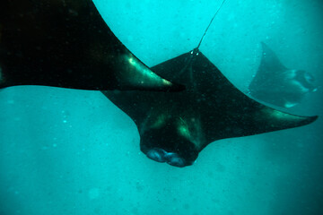 Wall Mural - Three Manta rays swimming Together in Maldives