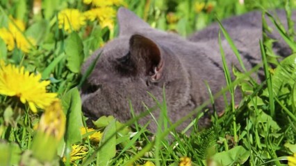 Sticker - A cat in the grass . A scared cat. Walking pets.