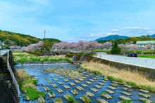 春の小川と桜「大自然の春風なびく田舎風景」
Spring Stream And Cherry Blossoms "Nature's Spring Breeze Fluttering Countryside"
日本2022年(4月)撮影
Taken In Japan 2022 (April)
九州・熊本県阿蘇郡西原村
Nishihara Village, Aso District, Kyushu