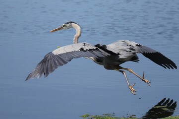 Sticker - Great Blue Heron Poetry in Motion 