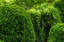 Large Bushes Of Boxwood Buxus Sempervirens Or European Box With Bright Shiny Young Green Foliage Against Blurred Green Background. Selective Focus. Close-up. Perfect Backdrop For Any Nature Theme.