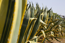 Group Of Big Agave Bushes In The Garden