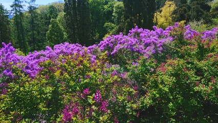 Poster - Panorama with lilacs and Vydubychi Monastery domes, Kyiv, Ukraine