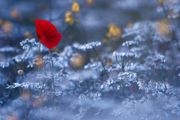 field of bright red poppy flowers in summer