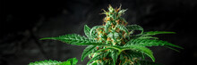 Cannabis Panoramic Banner. Blooming Marijuana Plant With White And Yellow Stigmas And Trichomes On A Dark Background