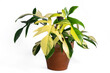 Philodendron Florida Beauty variegated plant with terracotta pot on isolated white background. Rare luxury variegated plant.