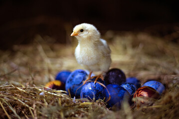 Wall Mural - Easter baby chicken