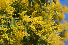 View On Flowers Of Mimosa