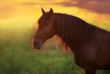 Fototapeta Konie - horse in the field
