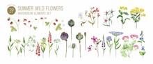 Watercolor Wild Flowers And Blooming Herbs Illustrations Set
