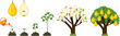 Life cycle of pear tree isolated on white background. Plant growing from seed to pear tree with ripe yellow fruits