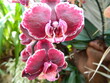 Blumen Orchideen