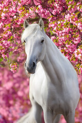 Wall Mural - White arabian horse against pink blossom tree