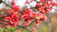 Beautiful Flowering Pink Japanese Quince Tree. Close Up, Copy Space Background.