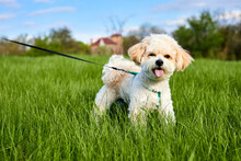 A Maltipoo Puppy Is Walking In Green Grass And The Blue Sky Background