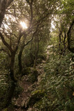 Fototapeta  - path in a leafy forest in the mountains of the Basque Country
