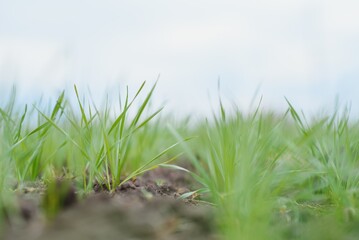 Handsome farmer. Young man walking in green field. Spring agriculture.