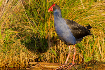 Wall Mural - Purple Swamphen, Lake Burley Griffin, ACT, April 2022