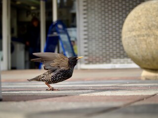 Canvas Print - Starling 