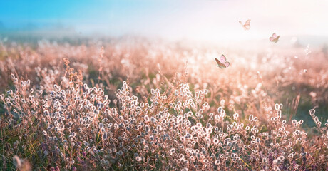 Fotomurales - Beautiful fluffy wild grass and fluttering butterflies in field on nature in spring summer in rays of setting sun at sunset. Shallow depth of field.