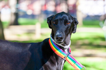 Portrait of a greyhound dog wearing a collar with the colors of the LGBT flag