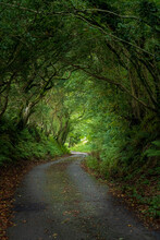 A Scenic View Down A Cornish Lane With Famous Cornish Hedgerows Creating A Tree Tunnel, Millpool, Cornwall, United Kingdom.