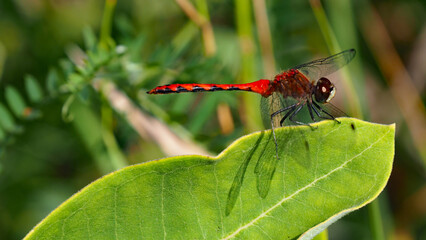 Wall Mural - Close-up of a red white-faced meadowhawk dragonfly that is sitting on a plant leaf in the sunlight on a bright summer day in august with a blurred background.