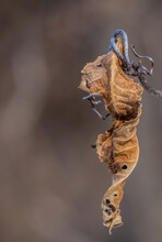 Close-up Of A Dried Wilted Leaf Hanging From A Vine Plant  In The Forest On A Cold January Day With A Blurred Brown Background.