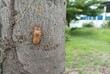 Insect molting cicadas on tree in nature.