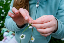 Girl's Hands Making A Daisy Chain