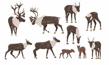 Reindeer Set. Males, Females And Calves Of Caribou Rangifer Tarandus. Wild Animals Of The Tundra And Taiga. Realistic Vector