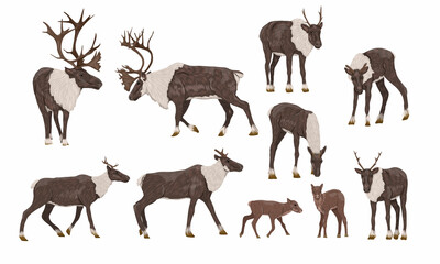 Reindeer set. Males, females and calves of caribou Rangifer tarandus. Wild animals of the tundra and taiga. Realistic vector