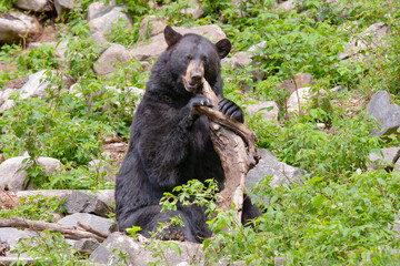 Poster - Black bear chewing on a piece of wood in autumn in Canada